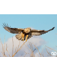 گونه سارگپه پرپا Rough-legged Buzzard